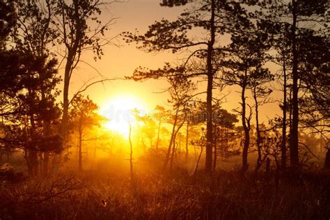 Foggy Sunrise in a Pine Forest Stock Photo - Image of shining, outdoor: 103966784