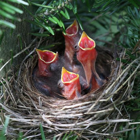 Chipping Sparrow Eggs Hatching | Naturally Curious with Mary Holland