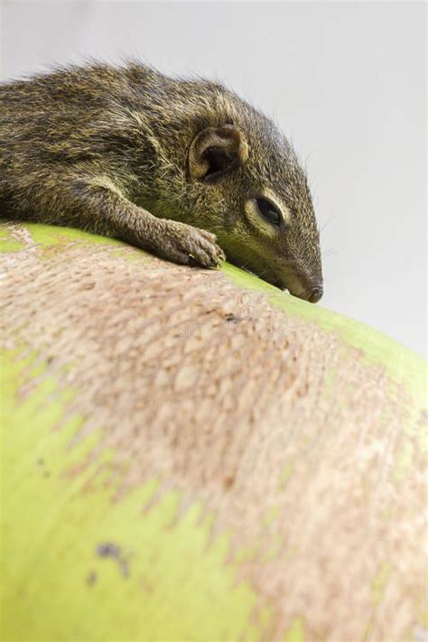 Tree Shrew stock image. Image of backgrounds, nose, rodent - 38049443