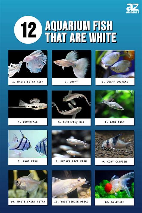 Types of White Fish: 12 Different Aquarium Fish That Are White - A-Z Animals