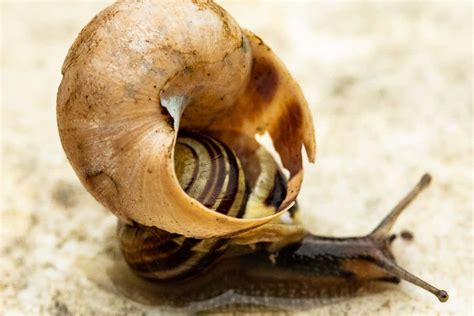 Snail Without Shell