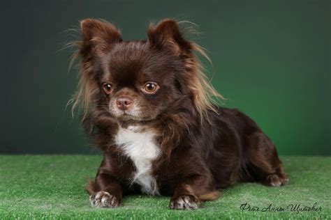 Stunning chocolate long coat Chihuahua | Chihuahua puppies, Chihuahua ...