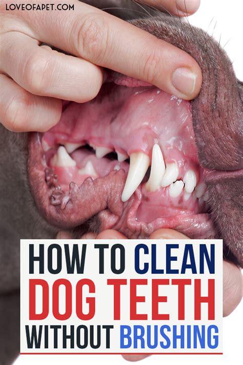 How to Clean Dog Teeth Without Brushing: 5 Easy Ways - Love Of A Pet