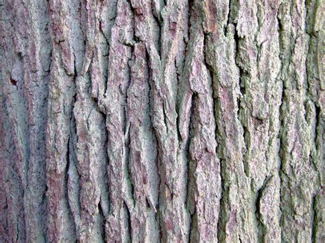 beech bark Free Photo Download | FreeImages