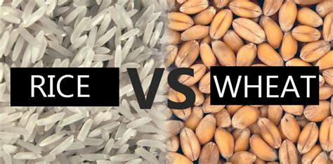 rice vs wheat - Doctor ASKY