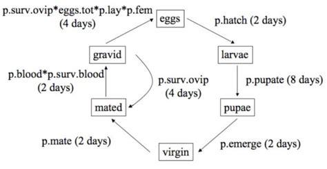 The laboratory life cycle of Anopheles gambiae. There are six stages in... | Download Scientific ...