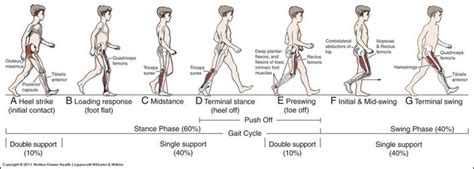 How Your Gait Cycle Impacts Your Health - AposHealth®