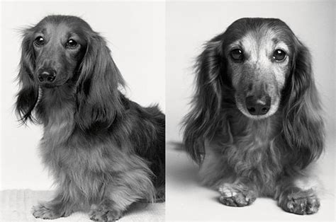 These Pictures Of Aging Dogs Will Tug At Your Emotions