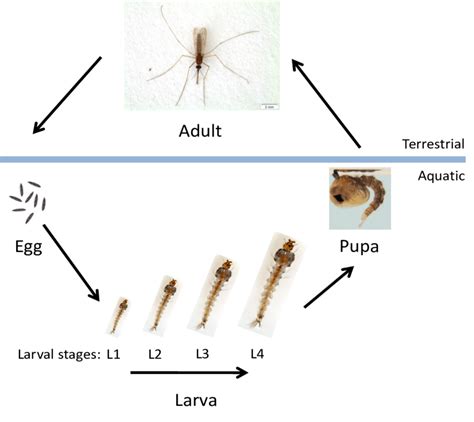 Anopheles Mosquito Eggs