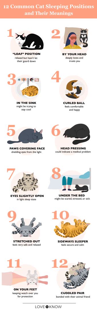 12 Cat Sleeping Positions and Their Meanings | LoveToKnow Pets