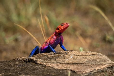 The 25 Most Amazing Types of Lizards (Names, Photos and More) - Outforia