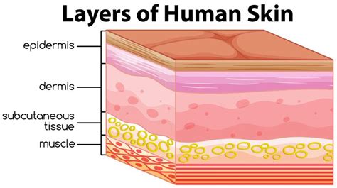 Layers of human skin concept 445514 Vector Art at Vecteezy