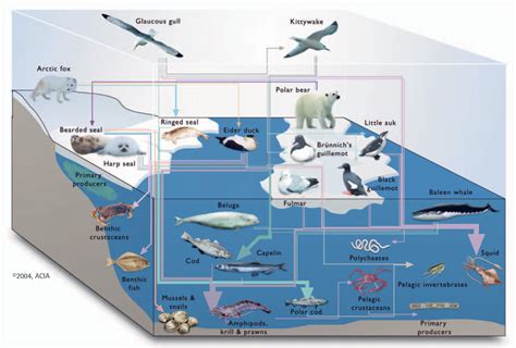 Arctic food web melting along with thick sea ice | WWF