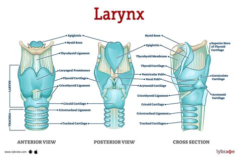 Anatomy of Larynx