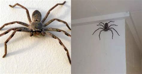 Giant Australian Jumping Spider