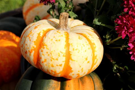 White Pumpkin Free Stock Photo - Public Domain Pictures