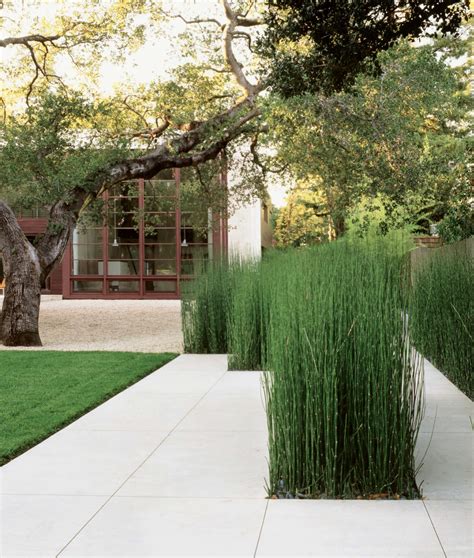 The Paper Mulberry: || GARDEN | Plants: Equisetum