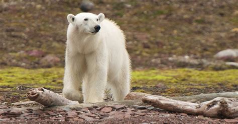 Antarctica Cruises & Arctic Cruises | Natural Habitat Adventures