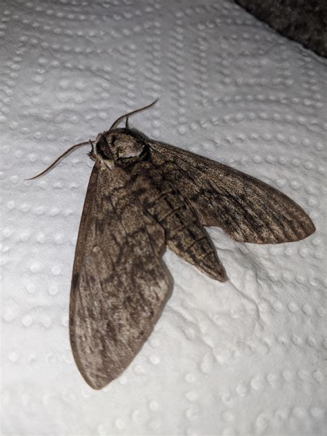 Can anyone help me identify this moth? : r/moths