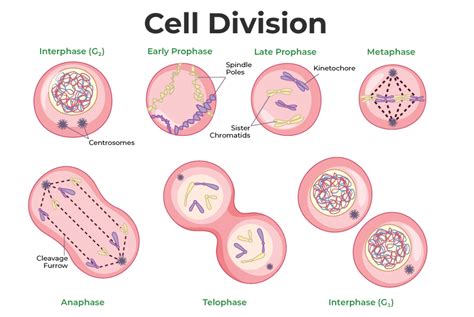 Mitosis And Meiosis Cell Cycle