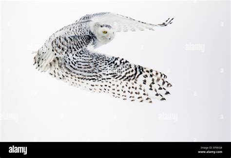 Snowy Owl in Flight Stock Photo - Alamy