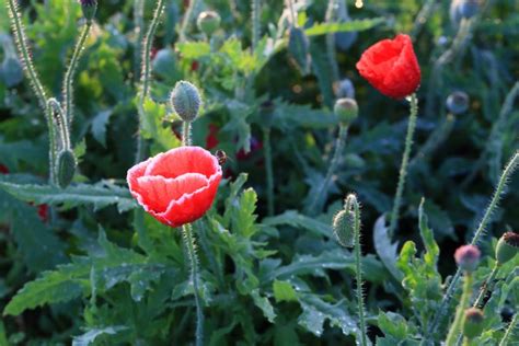 Cops seize poppy plants with opium value of $500M