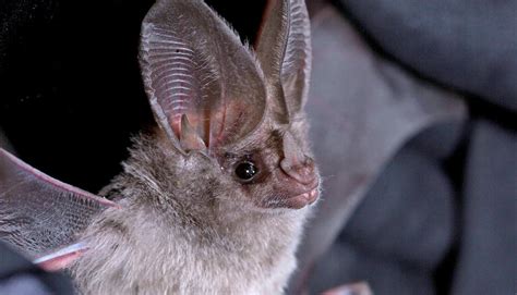 18 California Leaf Nosed Bat Facts - Facts.net