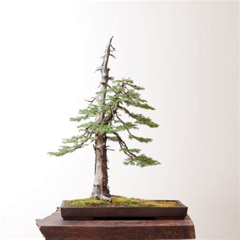 Norway Spruce | Bonsai Nut