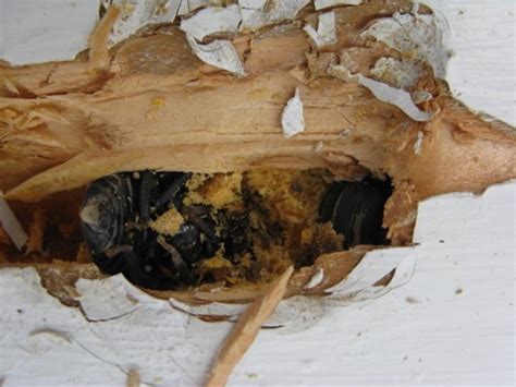 Carpenter bee damage | C&H Custom Built Quality Homes