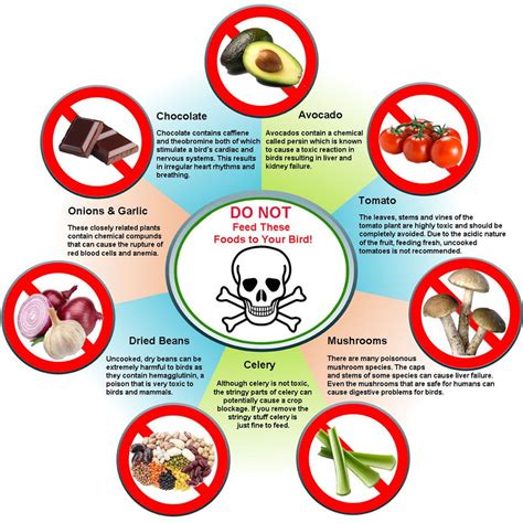 Keep Your Parrots Away from These Toxic Foods for Birds | Birds Coo