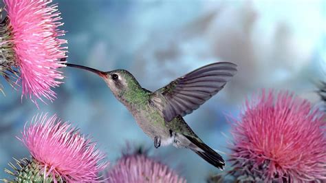 Vibrant Hummingbird HD Wallpaper Among Colorful Blooms