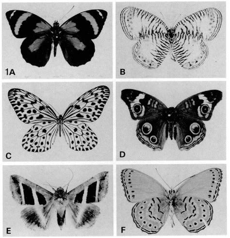 [PDF] Butterfly wing patterns: how good a determining mechanism is the simple diffusion of a ...