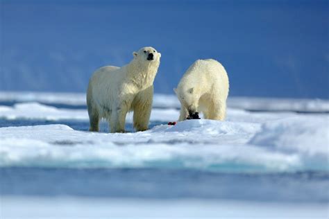 Polar Bear Diet photos (7) | Good Nature Travel Blog