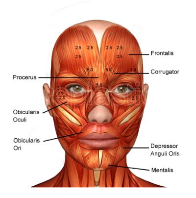 Eyelid Anatomy Boise | Eyelid Diagram Idaho