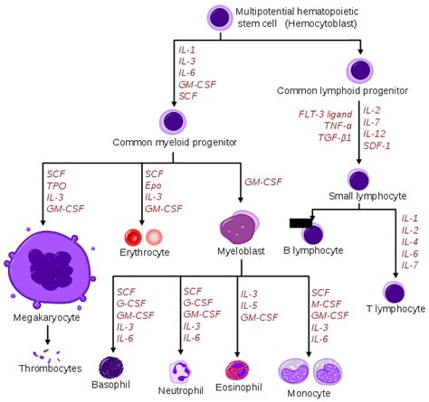 Difference Between Cytokines and Chemokines | Structure, Types, Function