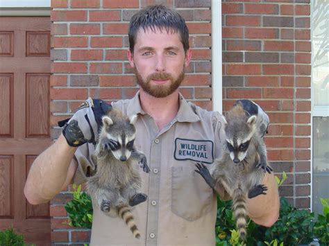 Raccoon Holding Cat