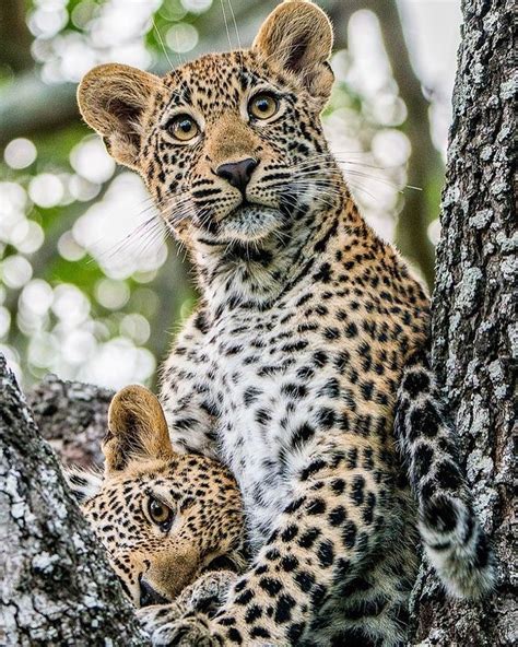 Funny Wildlife • Leopard cubs spotted hanging out together in a...