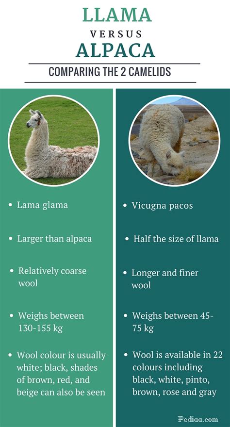 Difference Between Llama and Alpaca