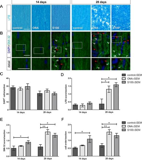 Time-dependent alterations of the optic nerve structure. a The myelin... | Download Scientific ...