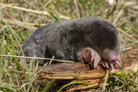 Shrew Mole | Animals Happen Wildlife Control