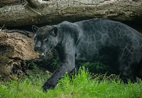 Rare Black Jaguar Arrives At Zoo As Part Of Conservation Program - Zenger News