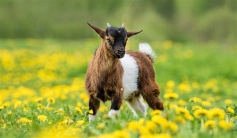 Brown Goat Breeds - Farmhouse Guide