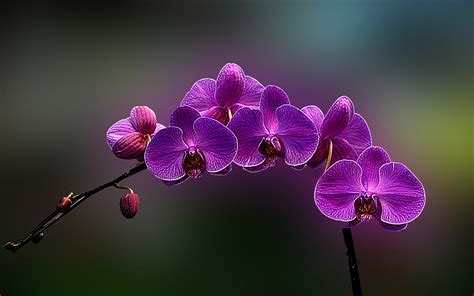 Orchids Wallpapers | Best Wallpapers