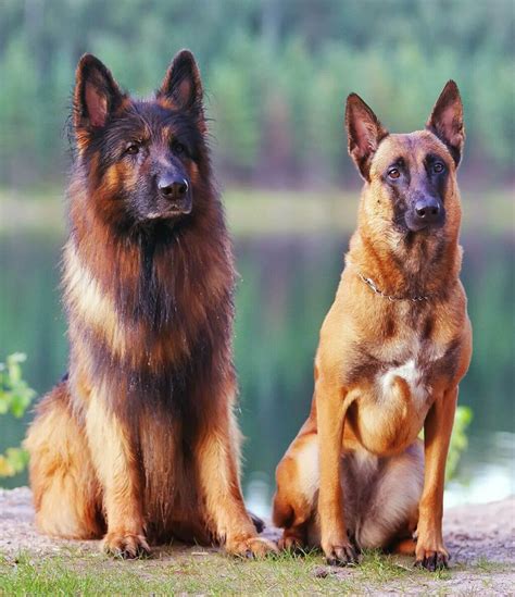 Belgian Malinois Vs German Shepherd: Check the Differences