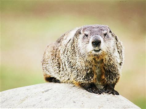 Groundhogs stumble from burrows, emerge for spring | The Blade