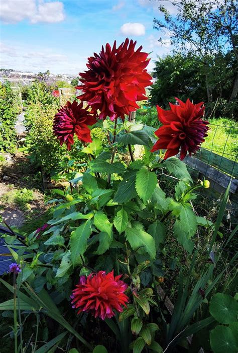 19 Black Dahlia Flower Varieties + How to Grow Black Dahlia