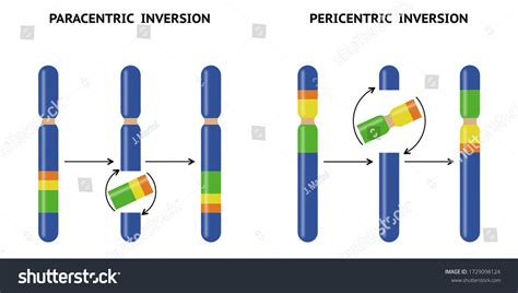 109 Chromosomal Inversion Royalty-Free Photos and Stock Images ...