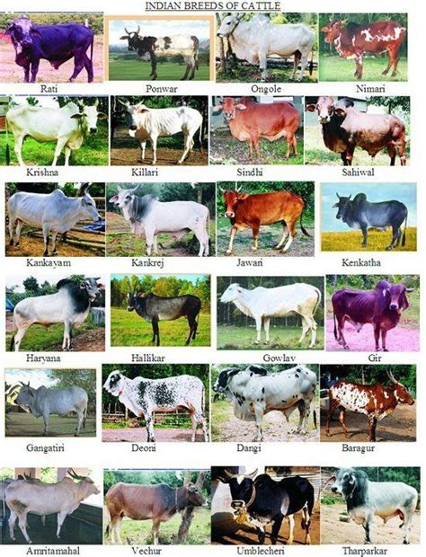 Indian Cow Breeds | Breeds of cows, Cattle farming, Cattle