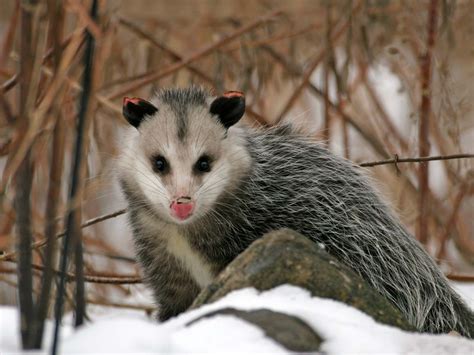 Virginia opossum | Description, Habitat, & Facts | Britannica