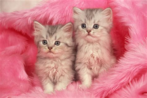 Pink Kitten Wallpaper Cute Cat Images | Biajingan Wall